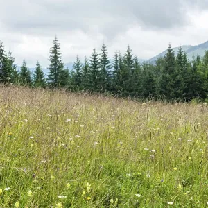 Foggy morning landscape with summer meadow and pine tree highland forest at Carpathian mountains