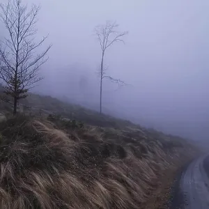 A foggy path leads through a bare landscape