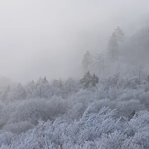 A foggy winter forest with snow-covered trees creates a quiet and mystical atmosphere A foggy winter forest with snow-covered trees creates a quiet and mystical atmosphere
