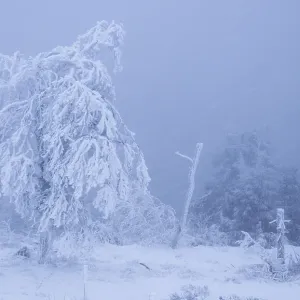 Une scène d'hiver brouillardeuse avec des arbres gelés (Acer pseudoplatanus).
