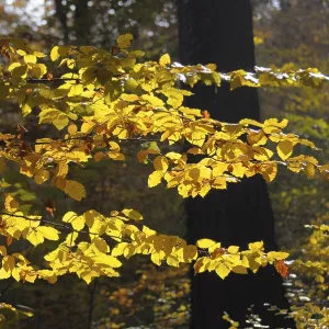 Foliage, forest in autumn, near Maulbronn