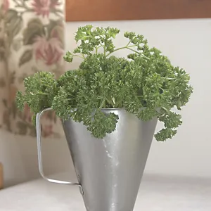 Food, Parsley used for garnishing Food, Parsley used for garnishing