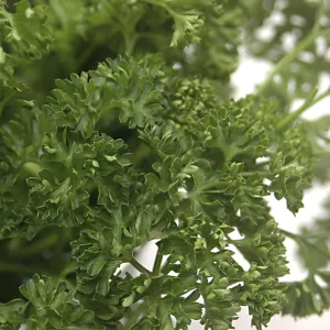 Food, Parsley used for garnishing, Green leaves Food, Parsley used for garnishing, Green leaves