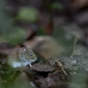Many food scraps collect under a tit dumpling
