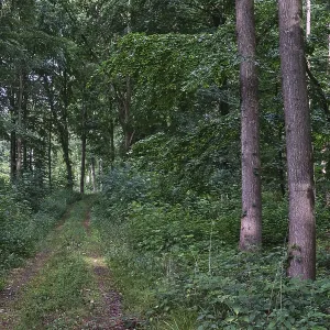 Footpath through a deciduous forest Footpath through a deciduous forest