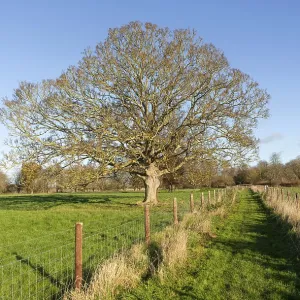Footpath across field with leafless sycamore tree
