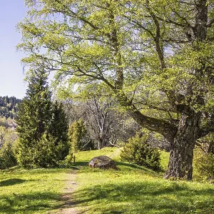 Footpath in a forest with lush green budding trees a sunny spring day