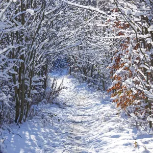 Footpath in Snowy Forest Print Footpath in Snowy Forest Print