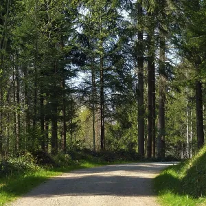 Footpath through forest in spring Footpath through forest in spring
