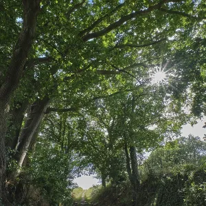 Footpath through a strip of deciduous forest Footpath through a strip of deciduous forest