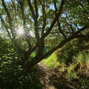 Footpath with sunbeams breaking through the dense canopy of a forest
