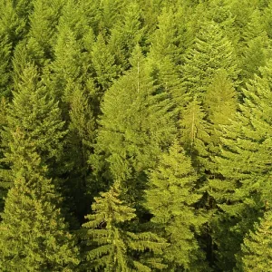 Forest aerial view, evergreen conifer trees Forest aerial view, evergreen conifer trees