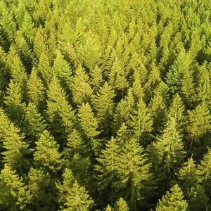 Forest aerial view, evergreen conifer trees Forest aerial view, evergreen conifer trees