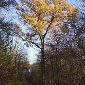 Forest in autumn Forest in autumn