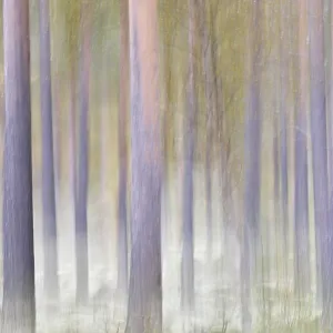 Forest in autumn, abstract, near Strombu Forest in autumn, abstract, near Strombu