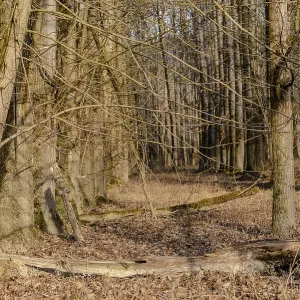 Forest in autumn with bare trees and a peaceful atmosphere Forest in autumn with bare trees and a peaceful atmosphere