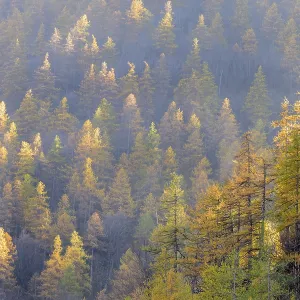 Forest with autumn colors in a misty gradient