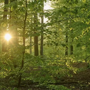 Forest, beech, leaves, sunrise Forest, beech, leaves, sunrise