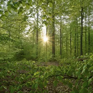 Forest, beech, leaves, sunrise