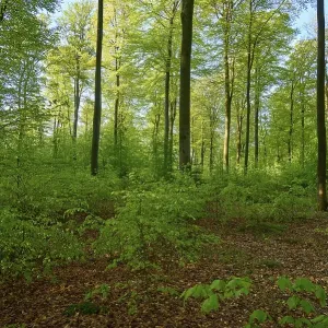 Forest, Beech, Morning, Spring Forest, Beech, Morning, Spring