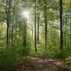Forest, beech, sunrise, spring