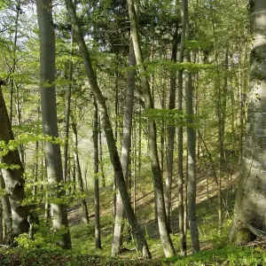 A forest of beech trees Fagus sylvatica in spring A forest of beech trees Fagus sylvatica in spring