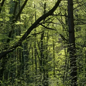 A forest of beech trees Fagus sylvatica in spring