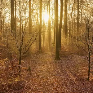 Forest, beeches, haze, sunrise Forest, beeches, haze, sunrise