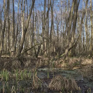 Forest with black alder (Alnus glutinosa)