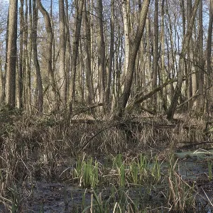 Forest with black alder (Alnus glutinosa)