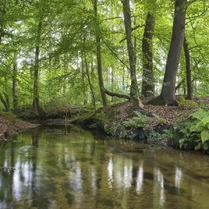 Forest brook, Visbek, Lower Saxony, Germany Forest brook, Visbek, Lower Saxony, Germany