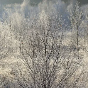 Forest clearing, spruce (Picea abies) Forest clearing, spruce (Picea abies)
