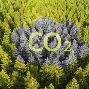 Forest and co2 greenhouse emissions Forest and co2 greenhouse emissions