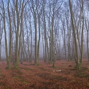 Forest with copper beeches (Fagus silvatica) Forest with copper beeches (Fagus silvatica)