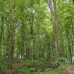 Forest with copper beeches, Horby