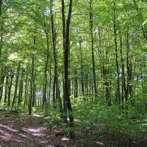 Forest with copper beeches, Soderasen