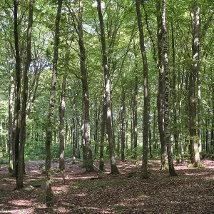 Forest with copper beeches, Soderasen