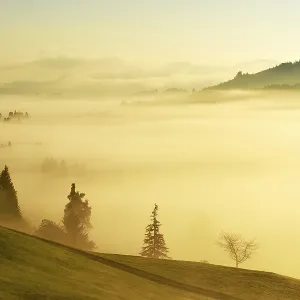 Forest covered in fog, Rothenthurm Forest covered in fog, Rothenthurm