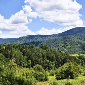 Forest-covered hills in Forbach, Germany