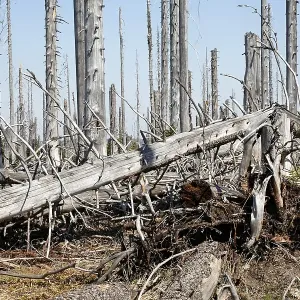 Forest with dead spruces, Bayerischer Wald National park
