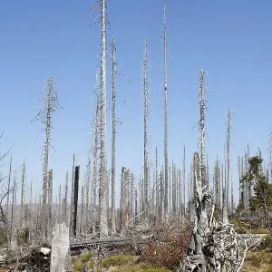 Forest with dead spruces, Bayerischer Wald National park Forest with dead spruces, Bayerischer Wald National park