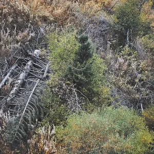 Forest with dead trees. Horizontal photo Forest with dead trees. Horizontal photo