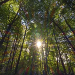 Forest with deciduous trees against the light Forest with deciduous trees against the light