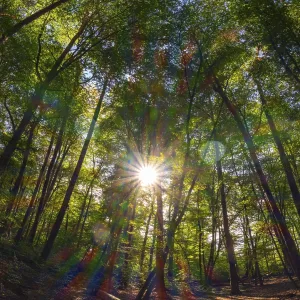 Forest with deciduous trees against the light Forest with deciduous trees against the light