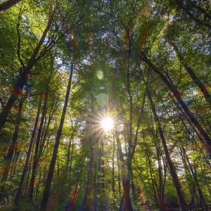 Forest with deciduous trees against the light Forest with deciduous trees against the light