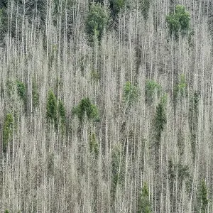 Forest dieback, dead spruce (Picea)
