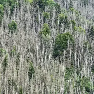 Forest dieback, dead spruce (Picea) Forest dieback, dead spruce (Picea)