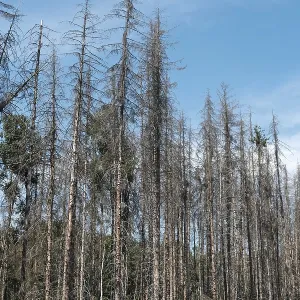 Forest dieback, dead spruce (Picea)