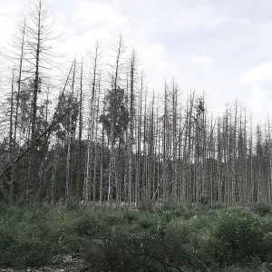 Forest dieback, dead spruce (Picea)