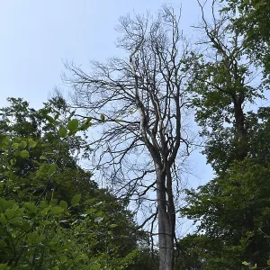 Forest dieback in the Hunsruck-Hochwald National Park with dead beech and healthy deciduous trees Forest dieback in the Hunsruck-Hochwald National Park with dead beech and healthy deciduous trees
